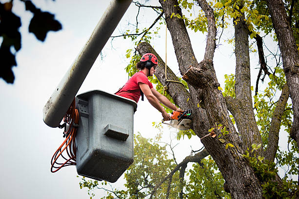 Best Dead Tree Removal  in Catoosa, OK